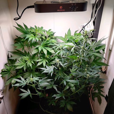 Banana Kush Cake Automatic #3 growlog timeline photo