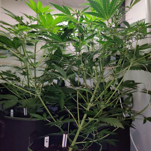 Banana Kush Cake Automatic #3 growlog timeline photo