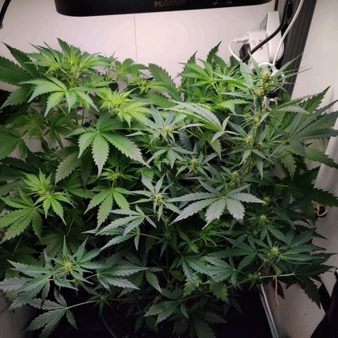 Banana Kush Cake Automatic #3 growlog timeline photo
