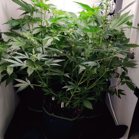 Banana Kush Cake Automatic #3 growlog timeline photo