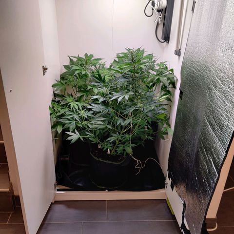 Banana Kush Cake Automatic #3 growlog timeline photo