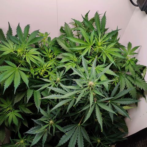 Banana Kush Cake Automatic #3 growlog timeline photo