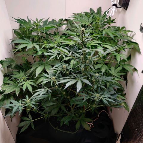 Banana Kush Cake Automatic #3 growlog timeline photo