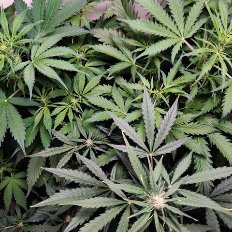 Banana Kush Cake Automatic #3 growlog timeline photo