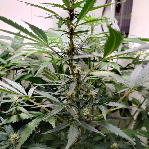 Banana Kush Cake Automatic #3 growlog timeline photo