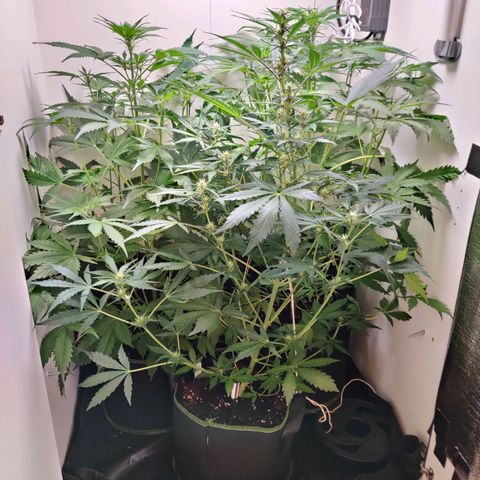 Banana Kush Cake Automatic #3 growlog timeline photo