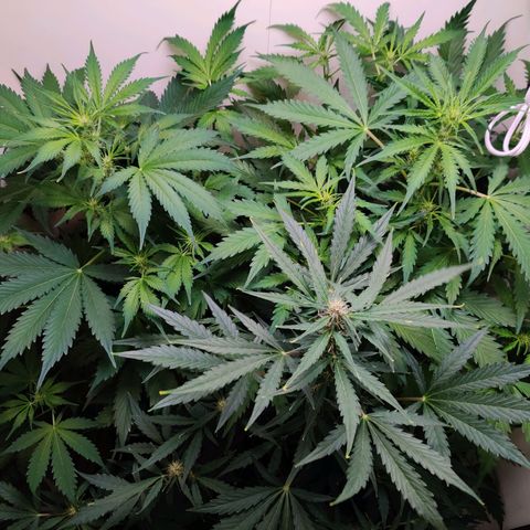Banana Kush Cake Automatic #3 growlog timeline photo