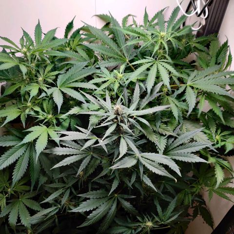 Banana Kush Cake Automatic #3 growlog timeline photo