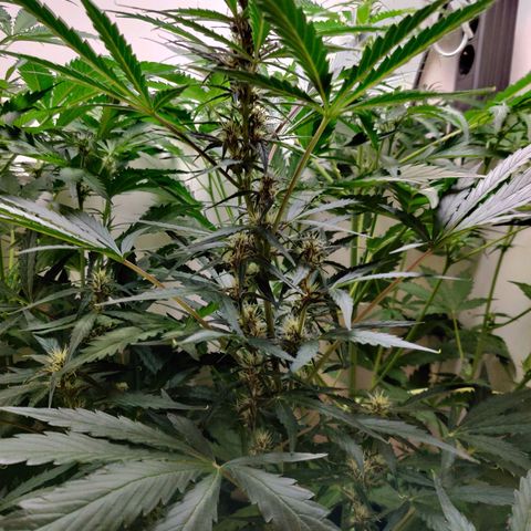 Banana Kush Cake Automatic #3 growlog timeline photo