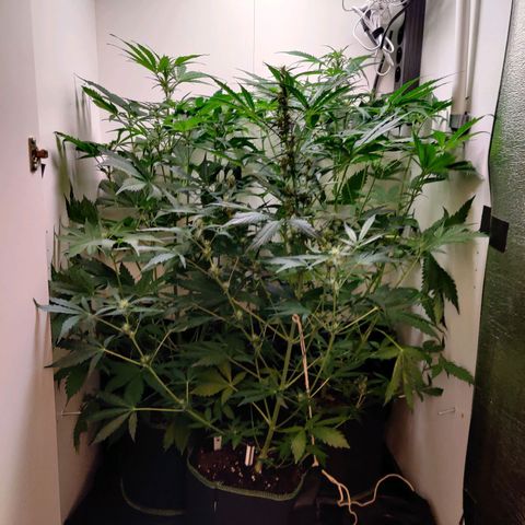 Banana Kush Cake Automatic #3 growlog timeline photo