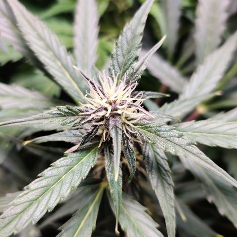 Banana Kush Cake Automatic #3 growlog timeline photo