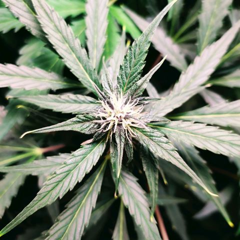 Banana Kush Cake Automatic #3 growlog timeline photo