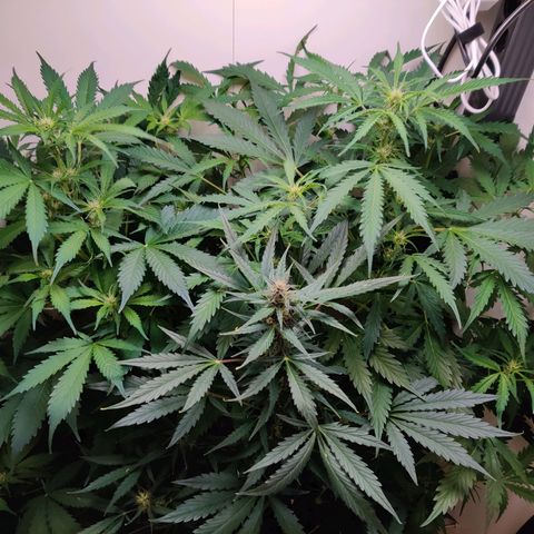 Banana Kush Cake Automatic #3 growlog timeline photo