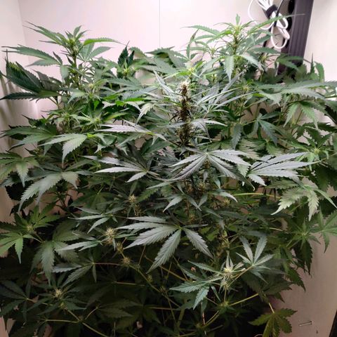 Banana Kush Cake Automatic #3 growlog timeline photo