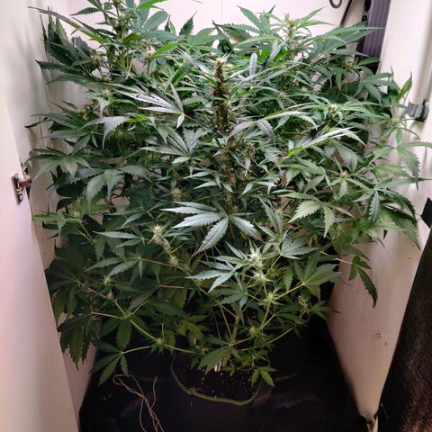 Banana Kush Cake Automatic #3 growlog timeline photo