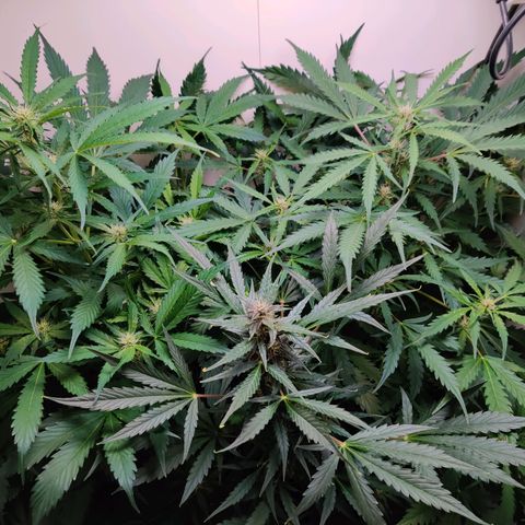 Banana Kush Cake Automatic #3 growlog timeline photo
