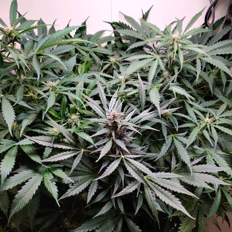 Banana Kush Cake Automatic #3 growlog timeline photo