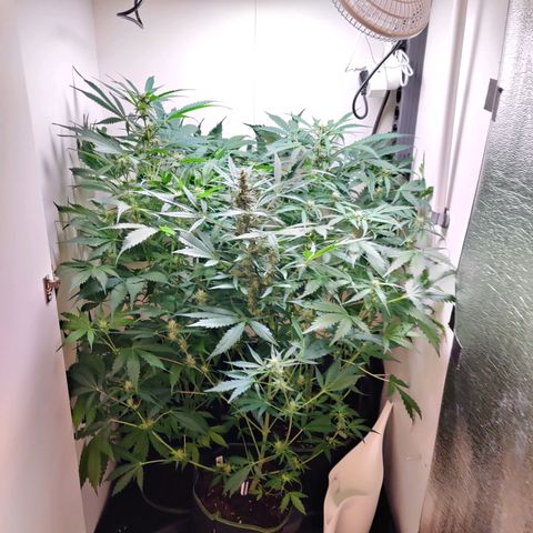 Banana Kush Cake Automatic #3 growlog timeline photo