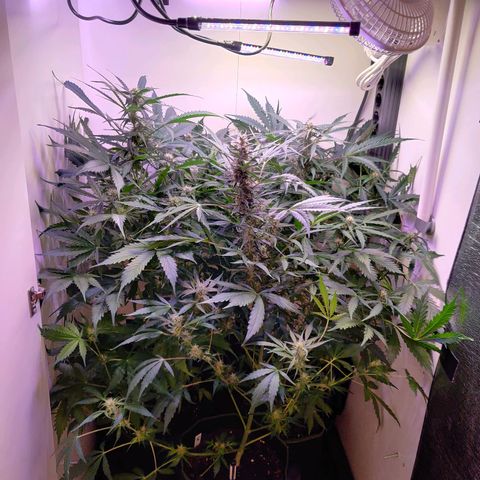 Banana Kush Cake Automatic #3 growlog timeline photo