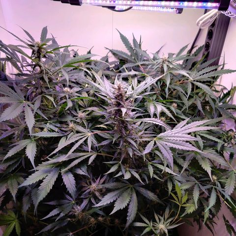 Banana Kush Cake Automatic #3 growlog timeline photo