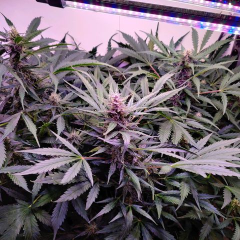 Banana Kush Cake Automatic #3 growlog timeline photo