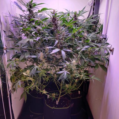 Banana Kush Cake Automatic #3 growlog timeline photo