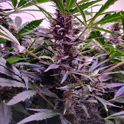 Banana Kush Cake Automatic #3 growlog timeline photo