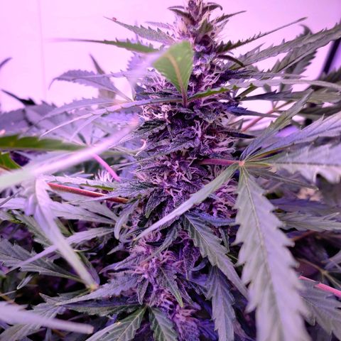 Banana Kush Cake Automatic #3 growlog timeline photo