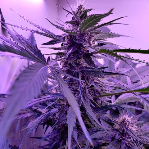 Banana Kush Cake Automatic #3 growlog timeline photo