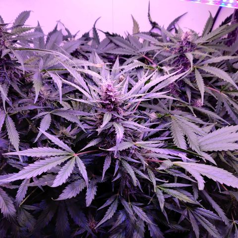 Banana Kush Cake Automatic #3 growlog timeline photo