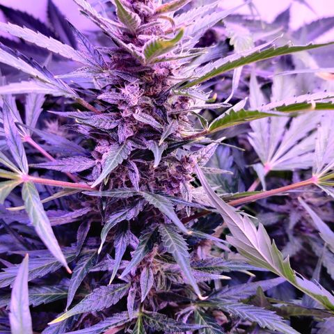 Banana Kush Cake Automatic #3 growlog timeline photo