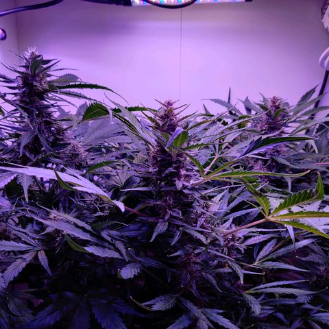 Banana Kush Cake Automatic #3 growlog timeline photo