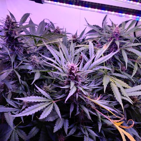 Banana Kush Cake Automatic #3 growlog timeline photo