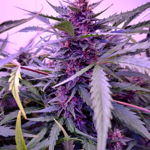 Banana Kush Cake Automatic #3 growlog timeline photo