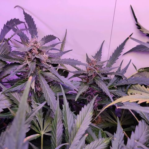 Banana Kush Cake Automatic #3 growlog timeline photo