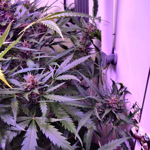 Banana Kush Cake Automatic #3 growlog timeline photo