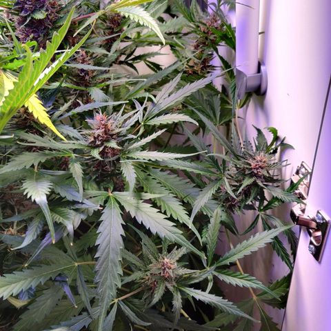 Banana Kush Cake Automatic #3 growlog timeline photo