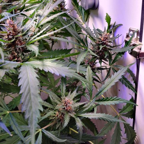 Banana Kush Cake Automatic #3 growlog timeline photo