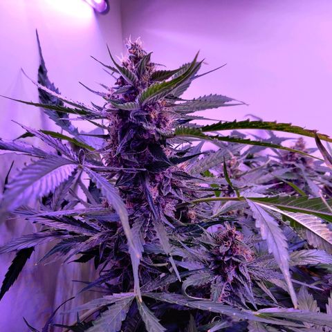 Banana Kush Cake Automatic #3 growlog timeline photo