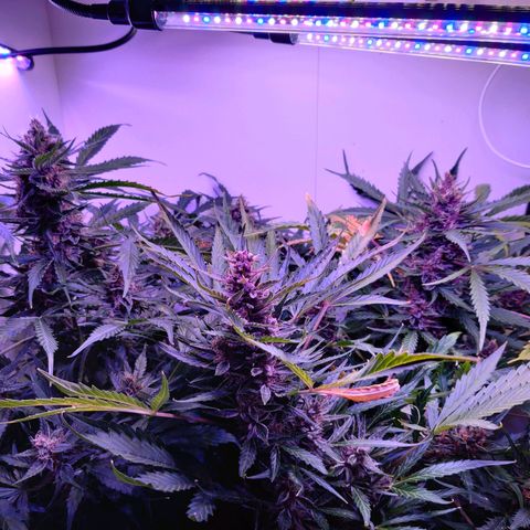 Banana Kush Cake Automatic #3 growlog timeline photo