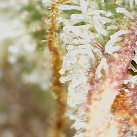 Banana Kush Cake Automatic #3 growlog timeline photo