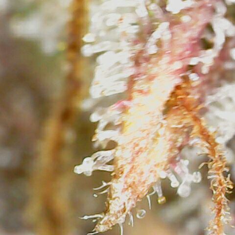 Banana Kush Cake Automatic #3 growlog timeline photo