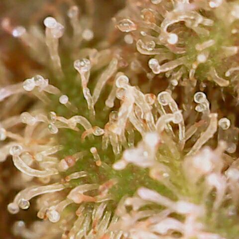Banana Kush Cake Automatic #3 growlog timeline photo