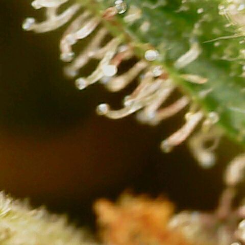 Banana Kush Cake Automatic #3 growlog timeline photo