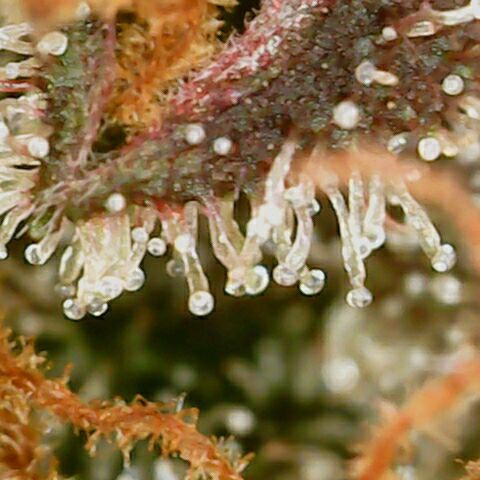 Banana Kush Cake Automatic #3 growlog timeline photo