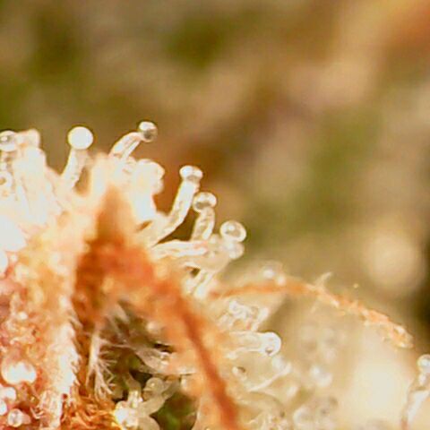 Banana Kush Cake Automatic #3 growlog timeline photo