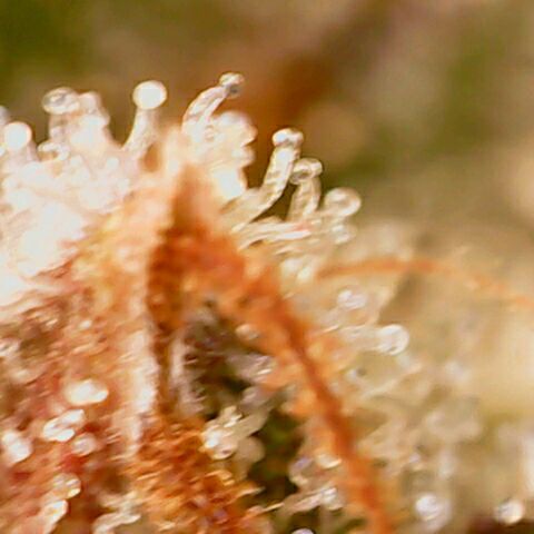 Banana Kush Cake Automatic #3 growlog timeline photo