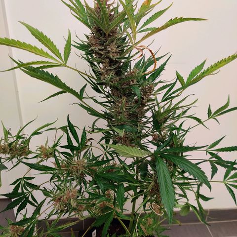 Banana Kush Cake Automatic #3 growlog timeline photo