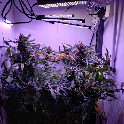 Banana Kush Cake Automatic #3 growlog timeline photo