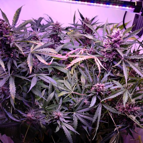 Banana Kush Cake Automatic #3 growlog timeline photo